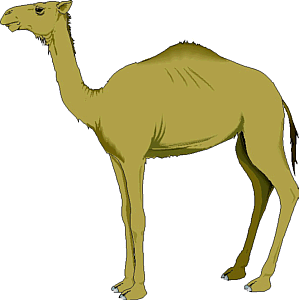 camel1.gif