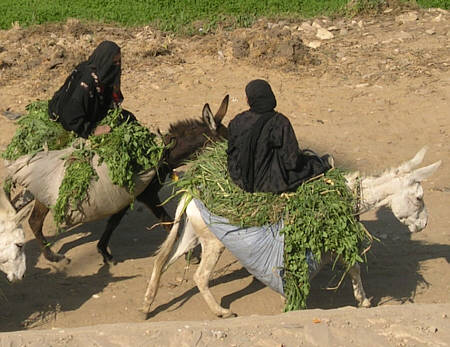 Landfrauen in Ägypten