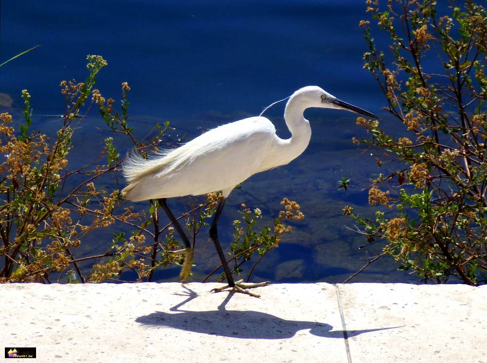 09_Nil_Ibis_P1110688.jpg